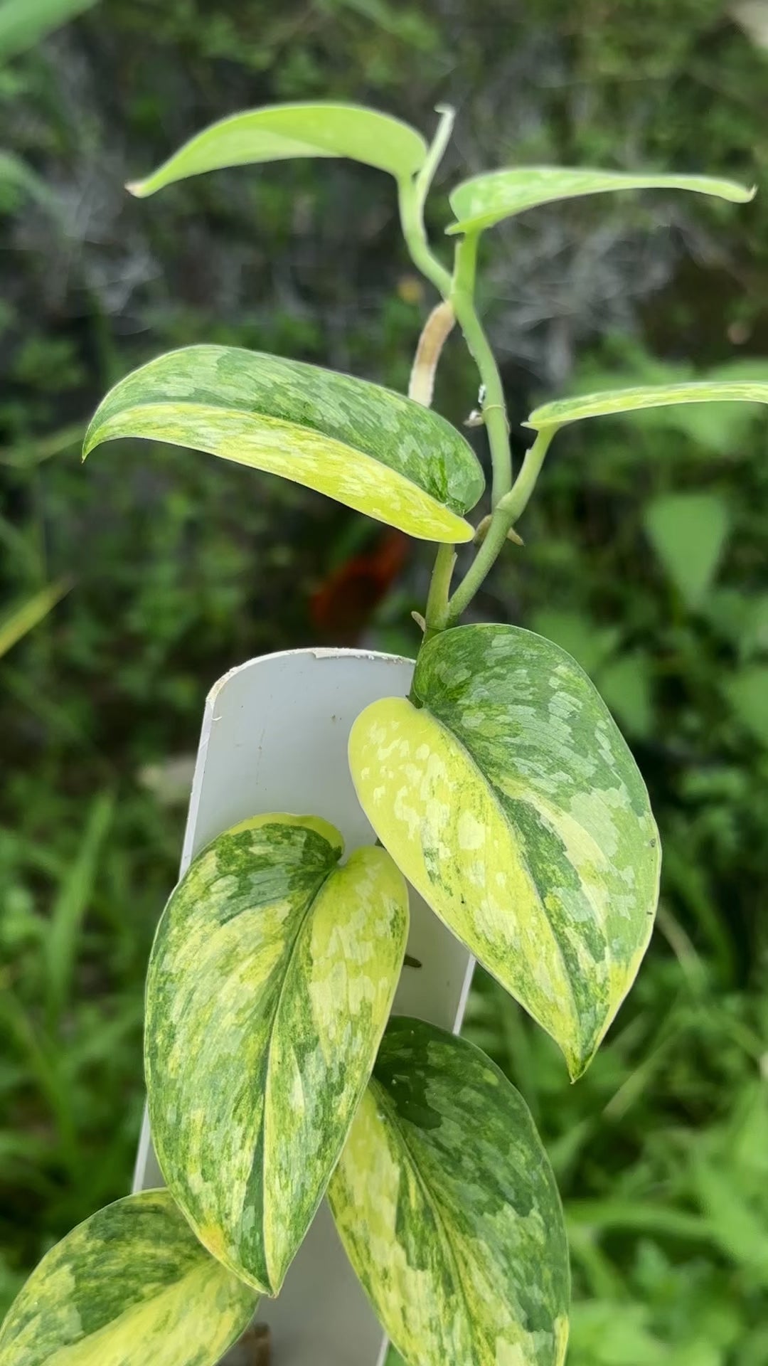 Scindapsus Rajataputra - Best Selected