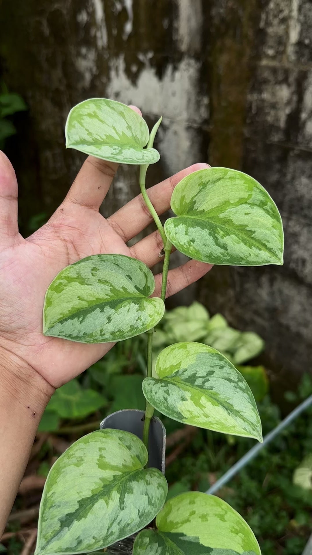 Scindapsus Yupa Mature - Best Selected – Scindapsus Borneo