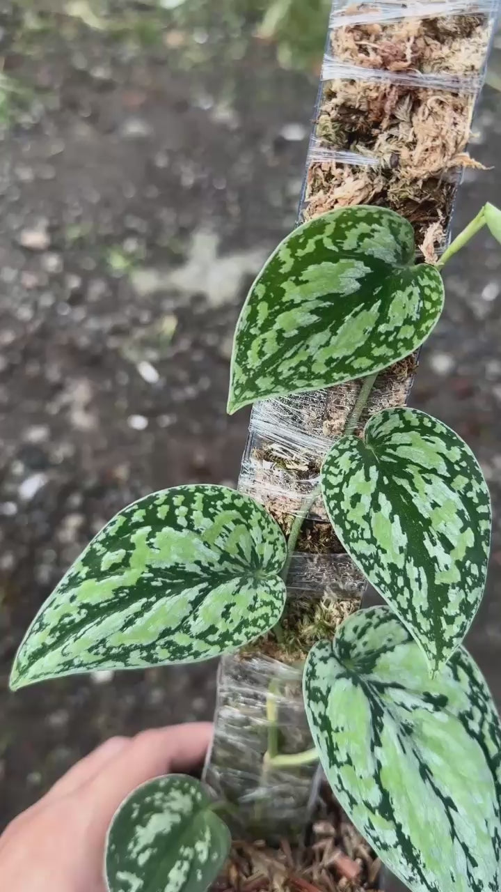 Scindapsus Tricolor Dark Form Choice 3 - Best Selected