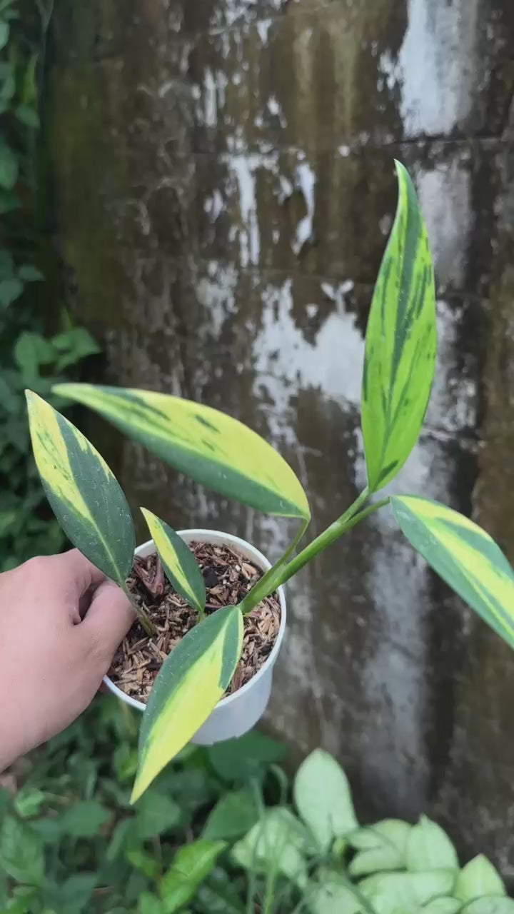 Scindapsus Coreaceus