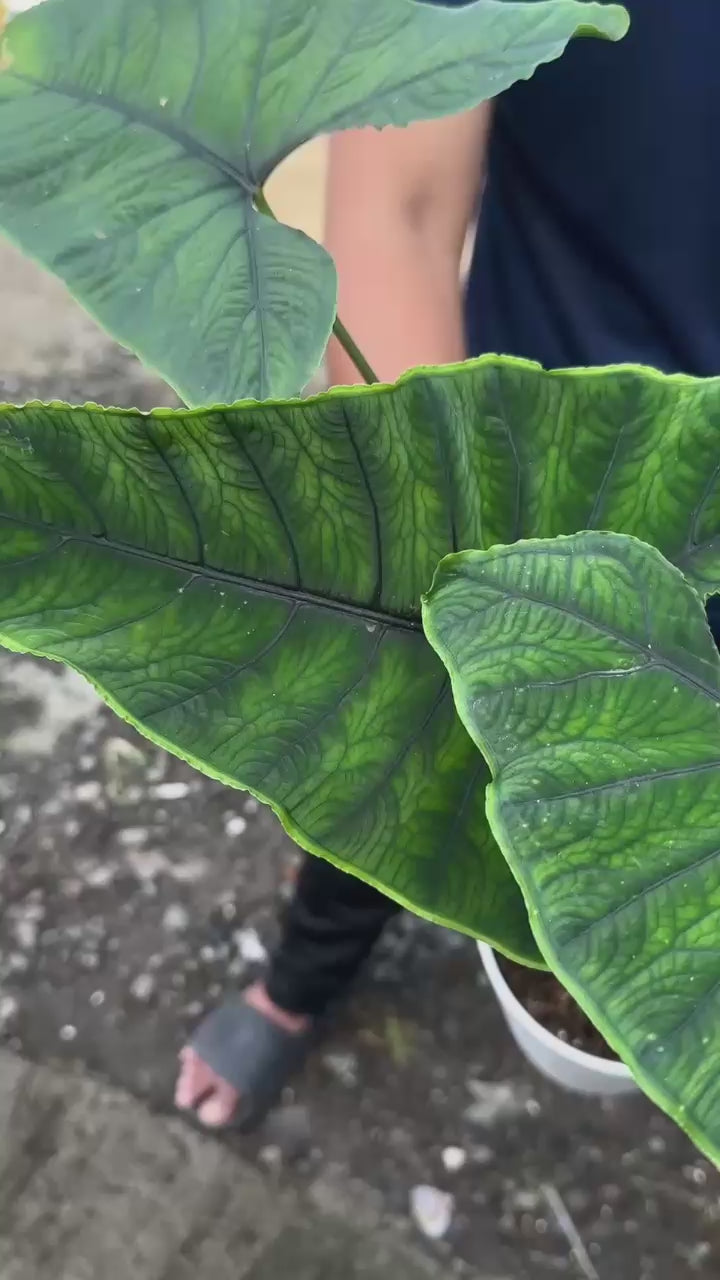 Alocasia Olani Mature - Best Selected