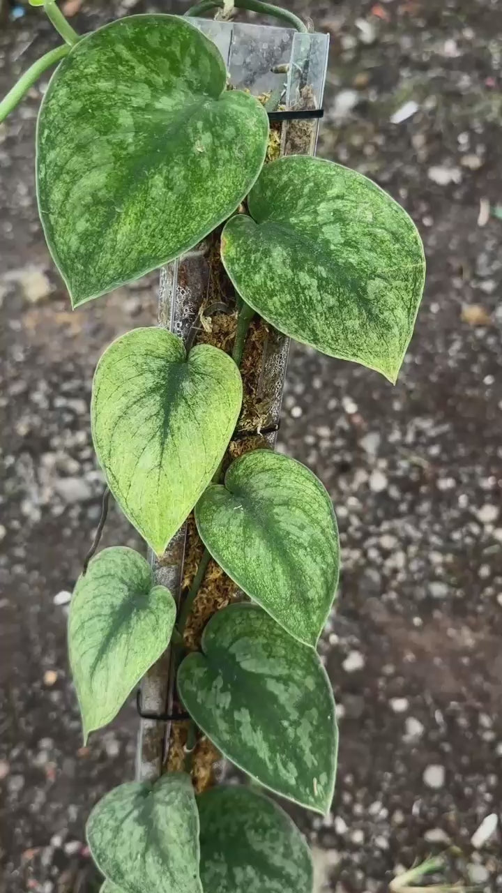 Scindapsus Solaris - Best Selected