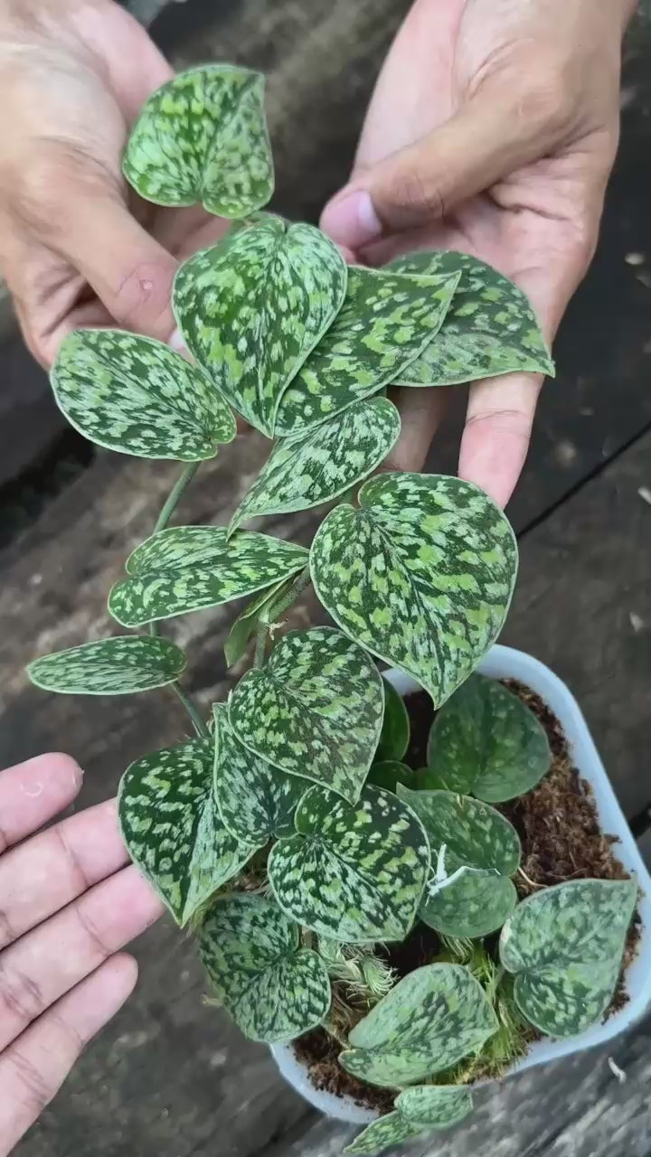 Scindapsus Snow Flake Mutation 1 - Best Selected