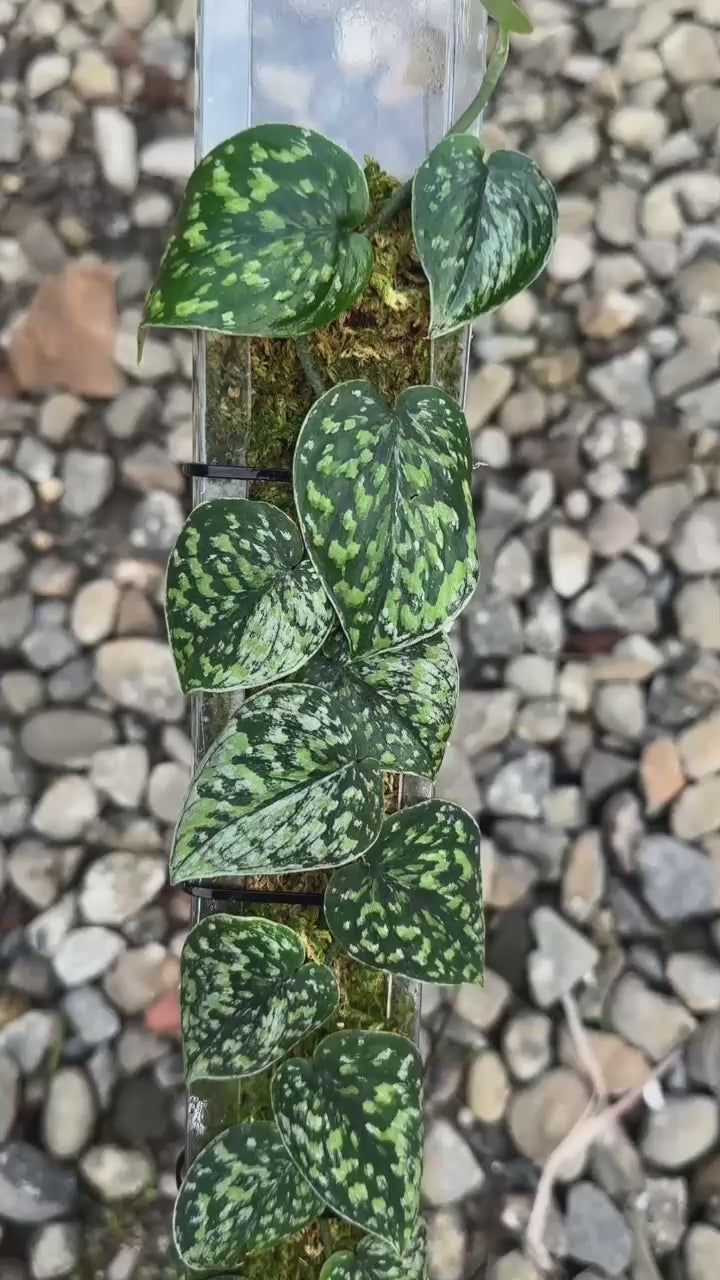 Scindapsus Snow Flake Mutation - Best Selected