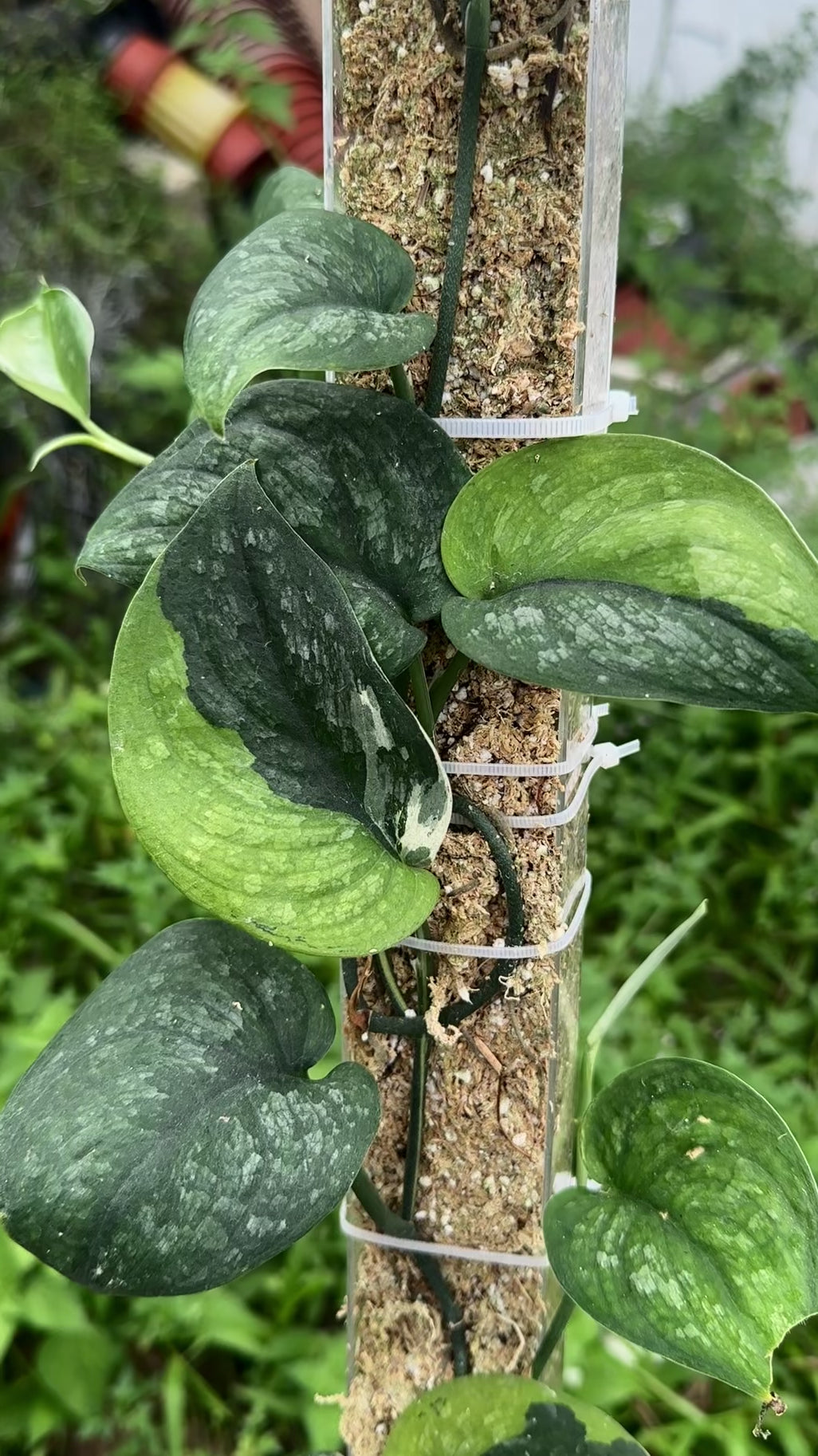 Scindapsus Black Wizard - Best Selected
