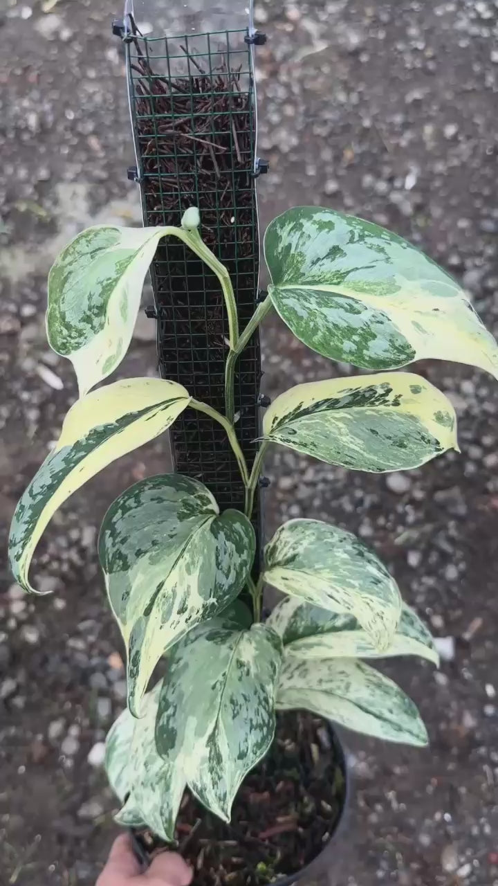 Scindapsus Exotica Marble No Id Choice 3 - Best Selected