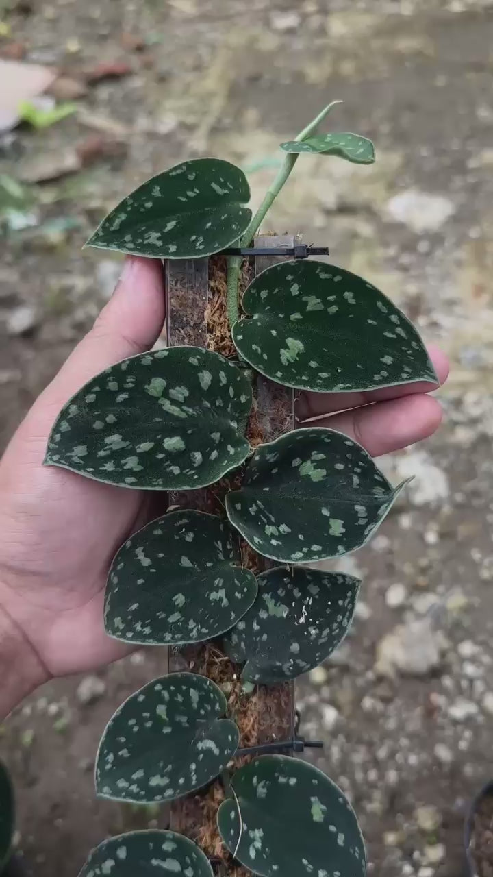Scindapsus Silver Dark From Choice 2 - Best Selected