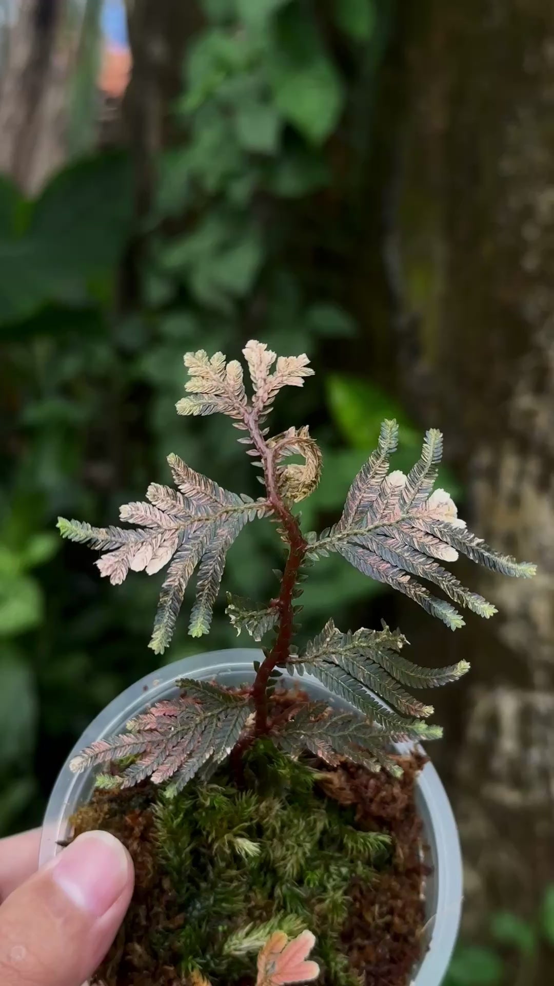 Selaginella Pink Varigata