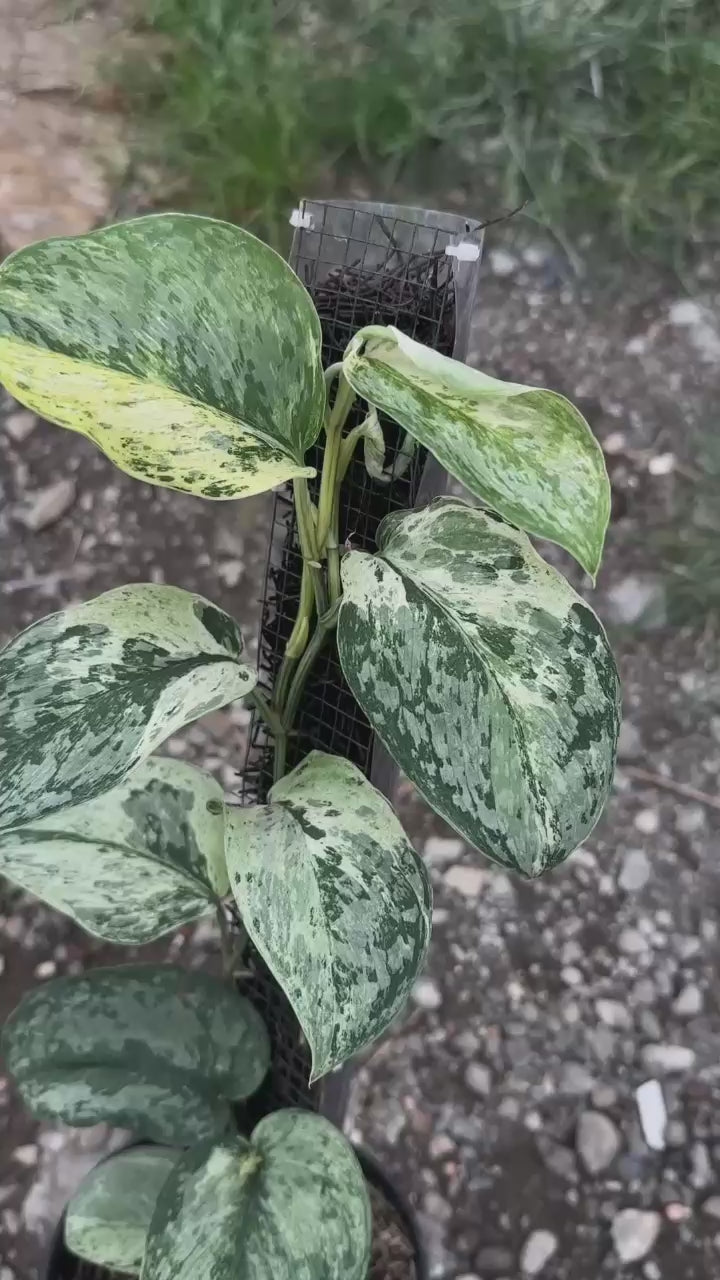 Scindapsus No Id Choice 2 - Best Selected