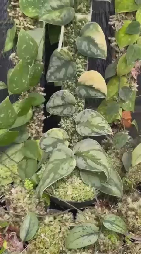 Scindapsus Venom Aurea - Best Selected