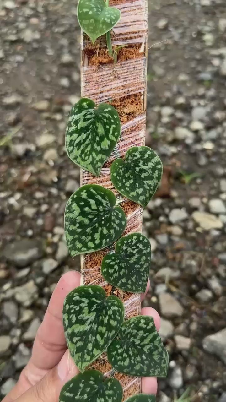 Scindapsus Tricolor Dark Form Choice 1 - Best Selected