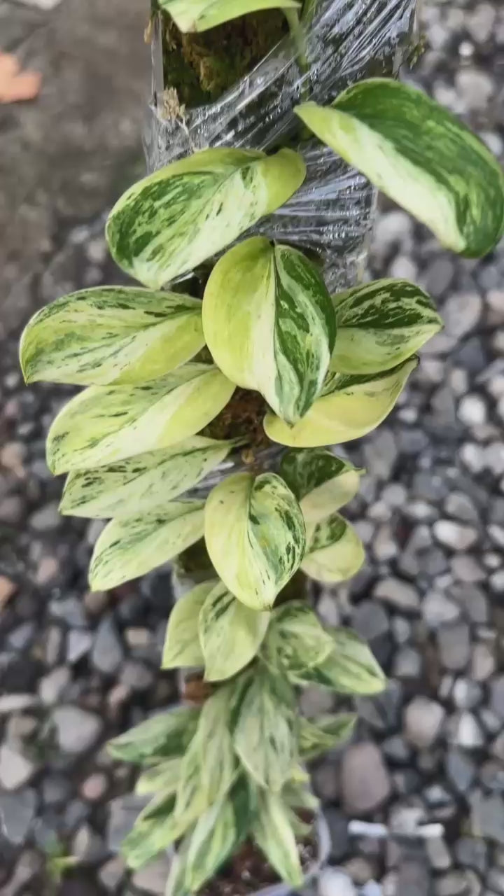 Scindapsus Treubi Multicolor - Best Selected