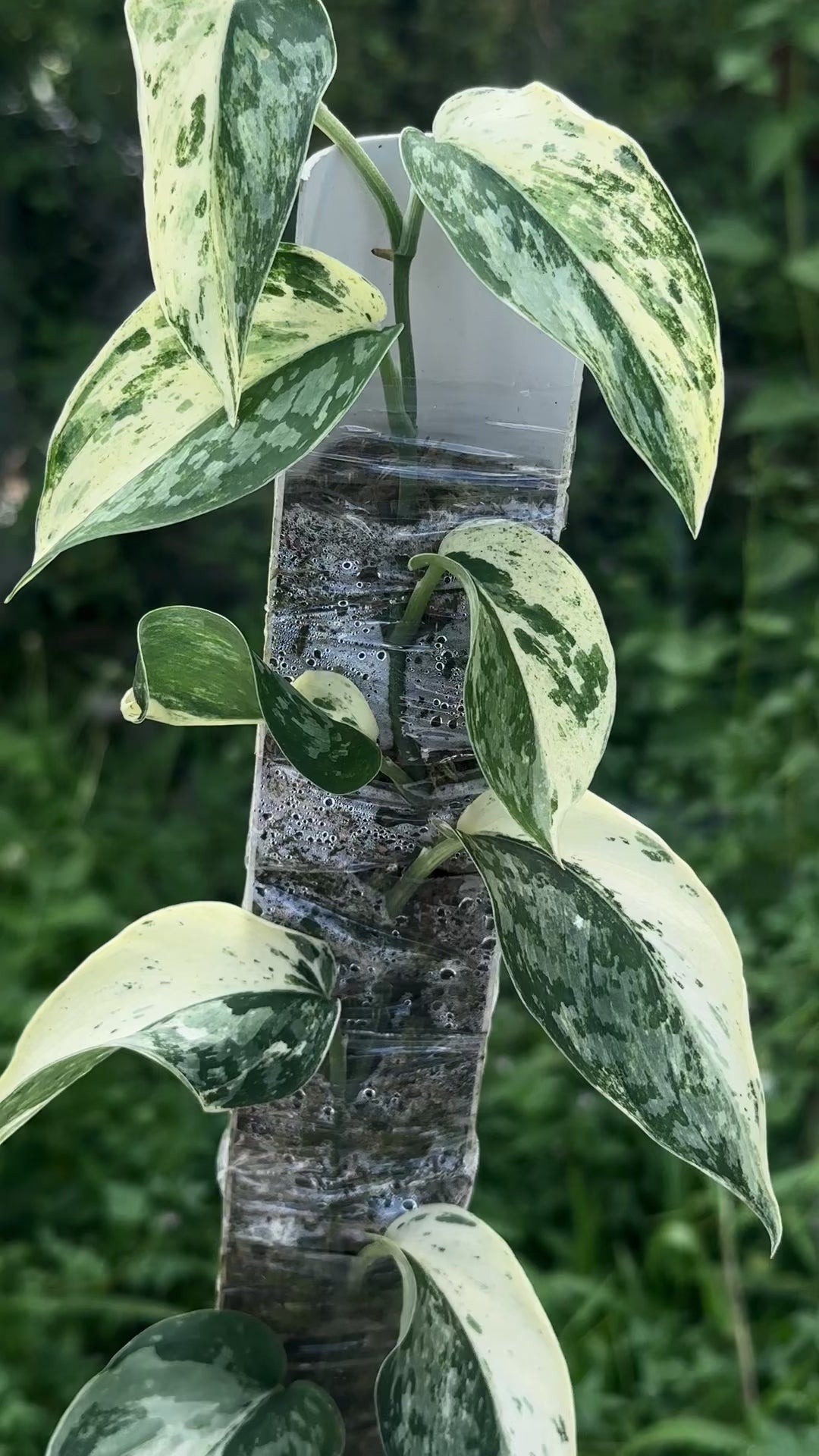 Scindapsus White Diamond Choice 1 - Best Selected