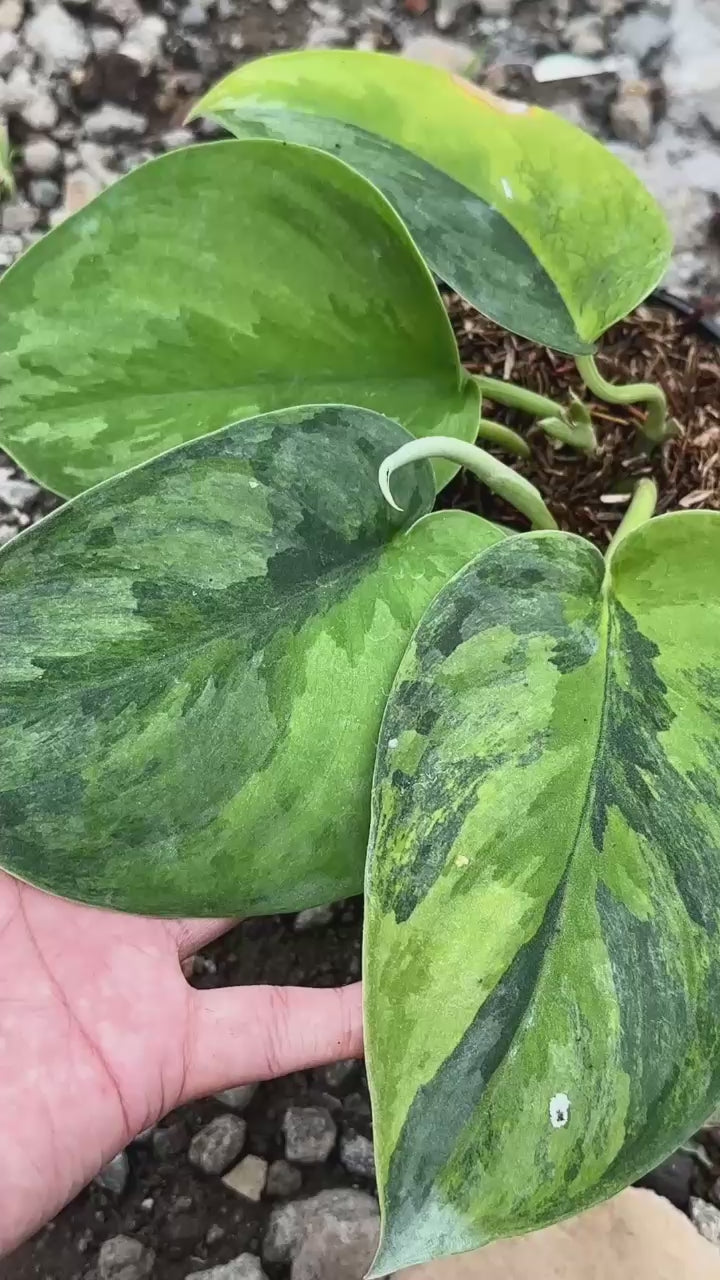 Scindapsus Garawa - Best Selected