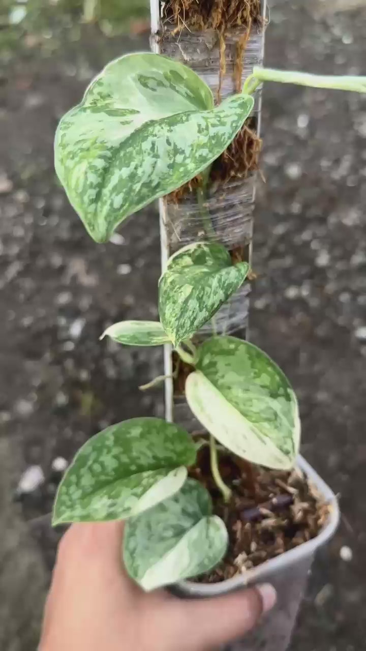 Scindapsus Exotica Marble No Id Choice 2 - Best Selected