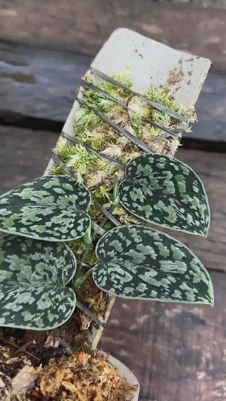 Scindapsus Tricolor Dark Manalak 2 - Best Selected
