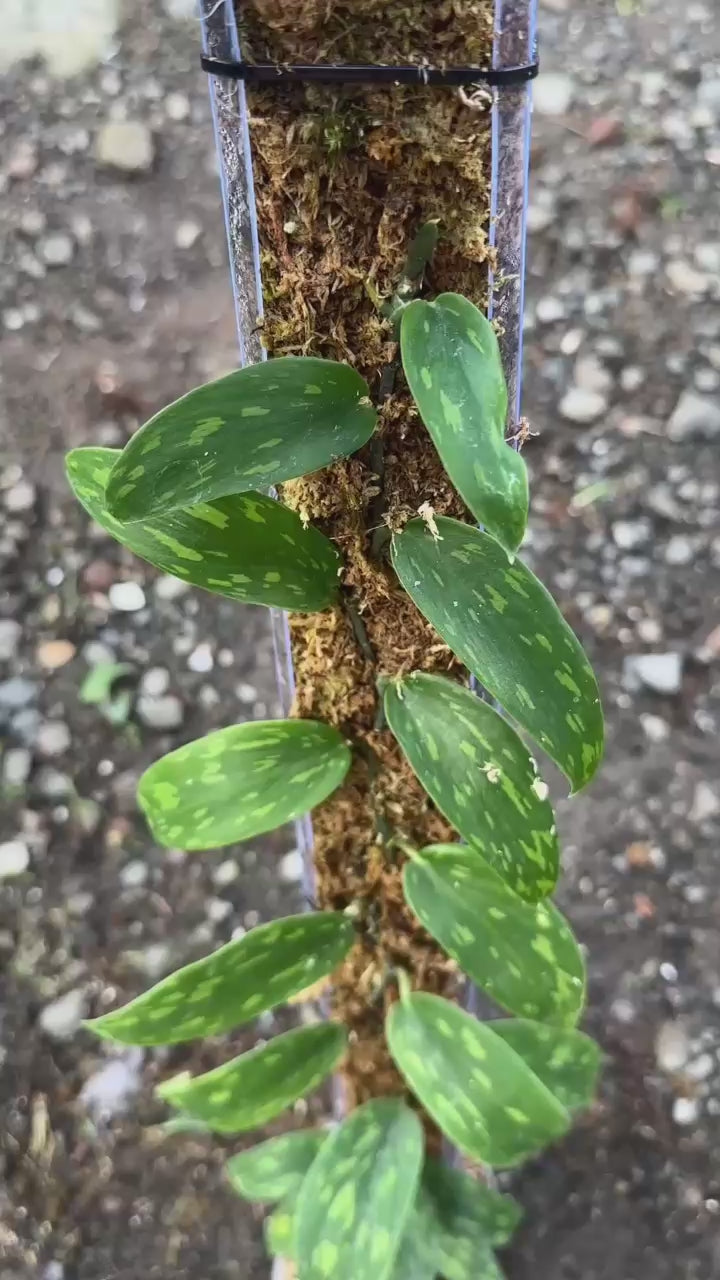 Scindapsus Army Polkadot - Best Selected