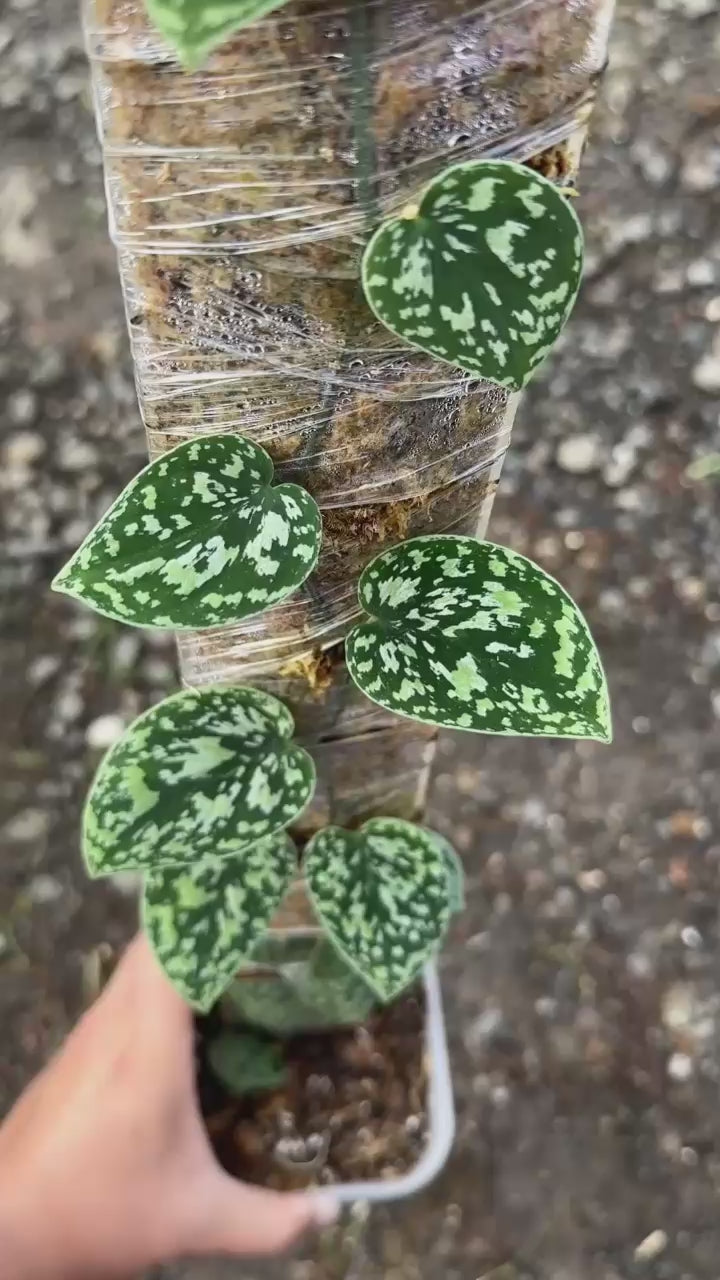 Scindapsus Tricolor Dark Form Choice 2 - Best Selected