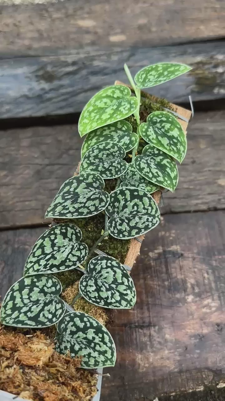 Scindapsus Tricolor Dark Manalak