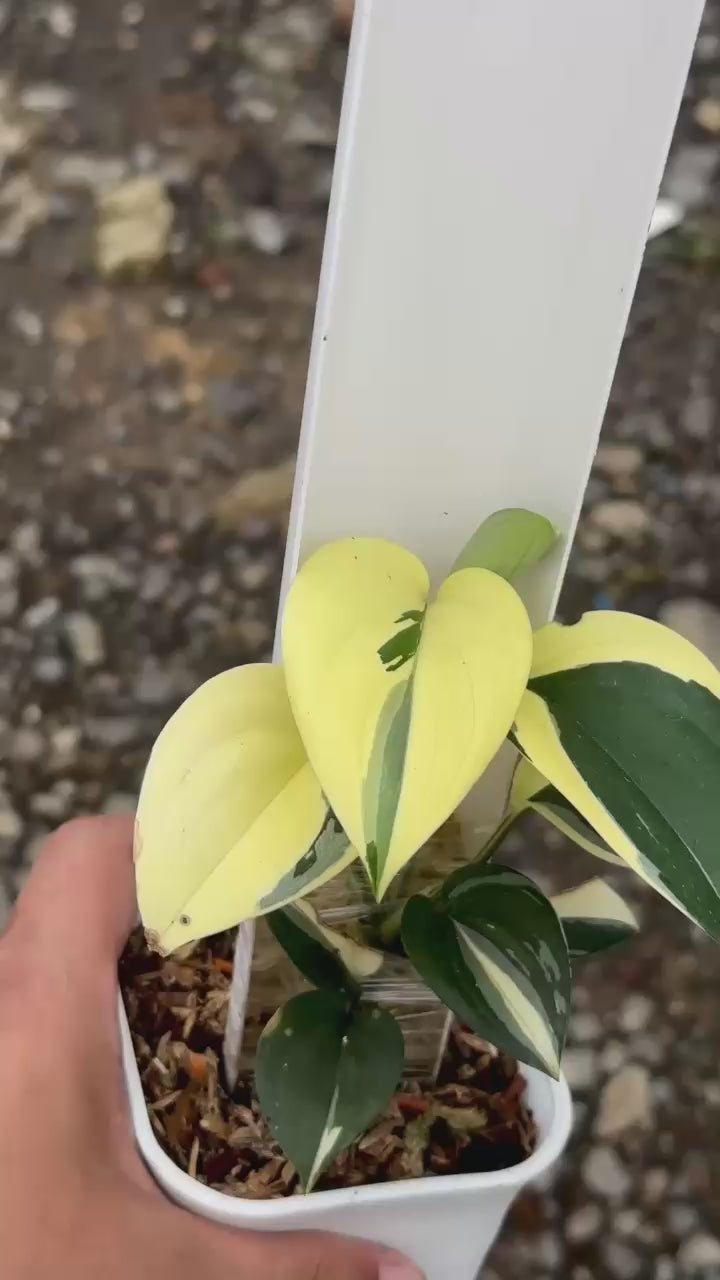 Scindapsus Blue Albo - Best Selected