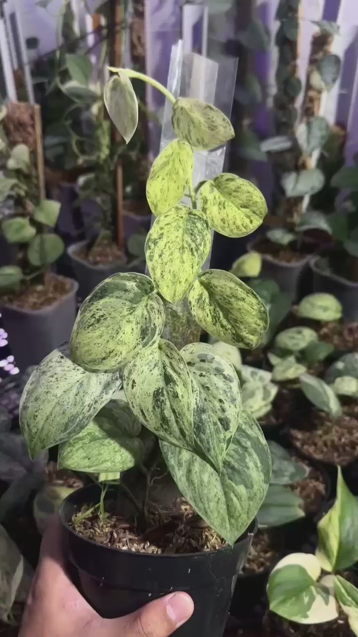 Scindapsus Creme Brulee- Best Selected