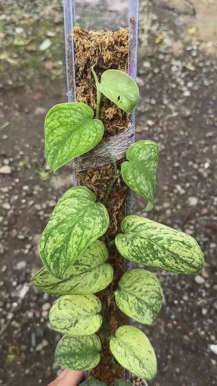 Scindapsus Kanaka - Best Selected