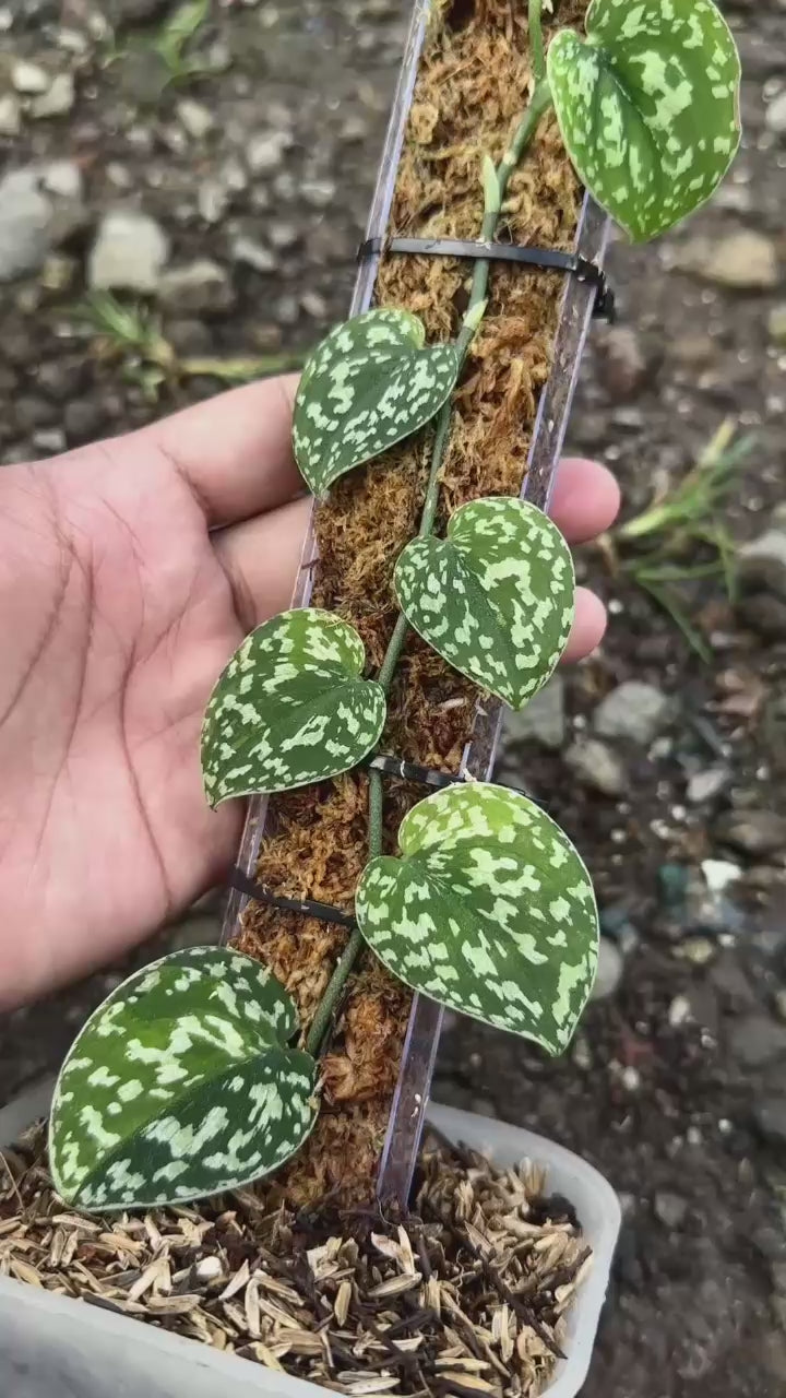 Scindapsus Dara - Best Selected