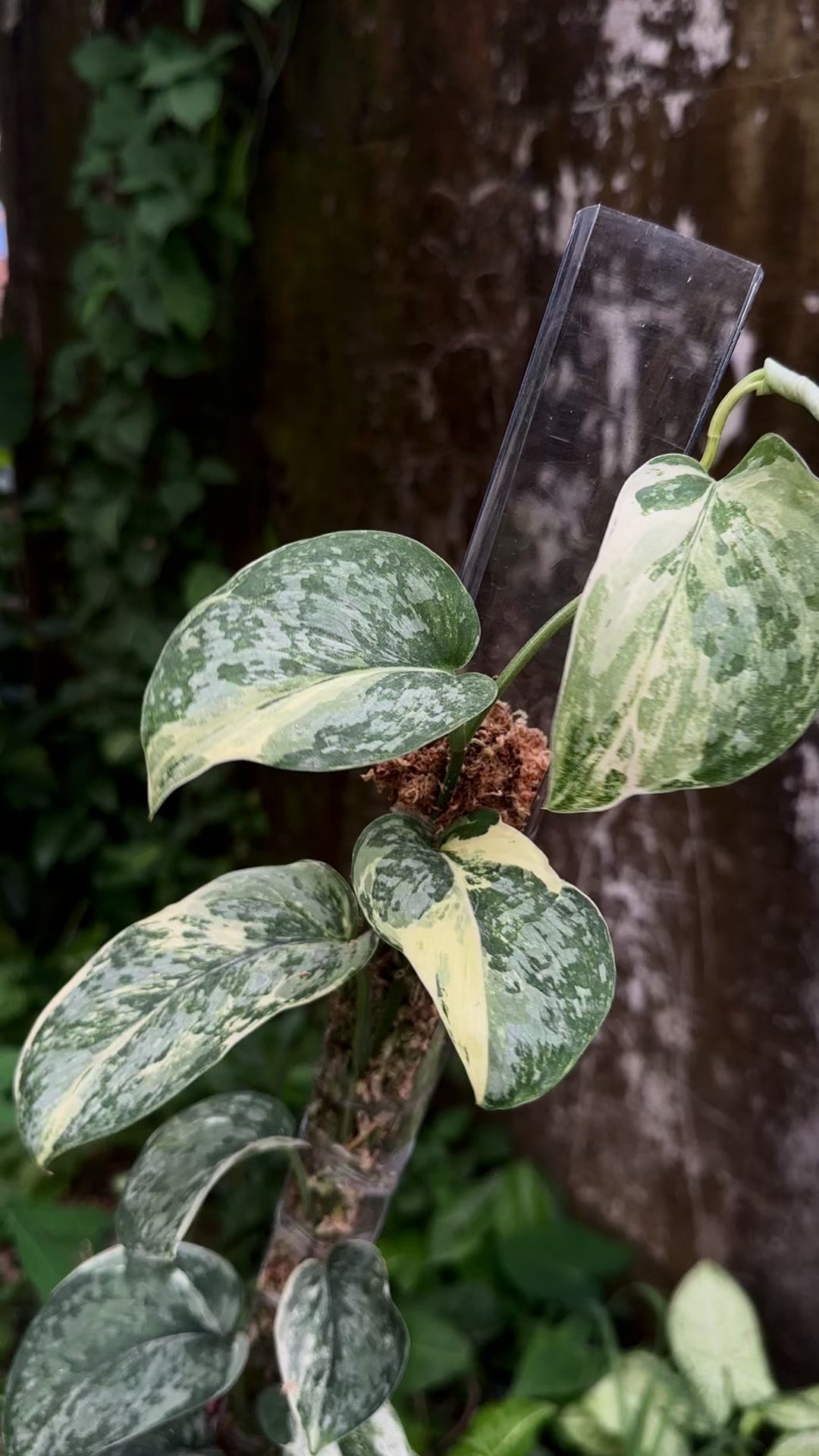 Scindapsus Exotica Salaca No Id - Best Selected