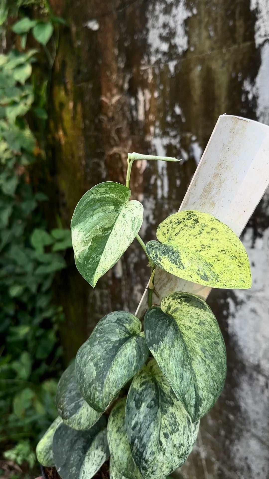 Scindapsus Dragon Splash Choice 1 - Best Selected – Scindapsus Borneo