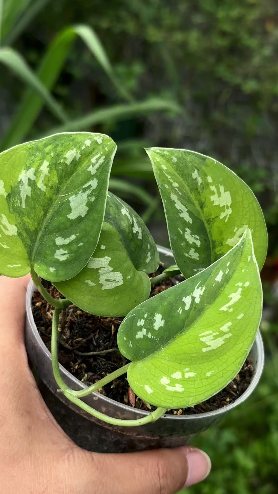Scindapsus Emerald Mist - Best Selected