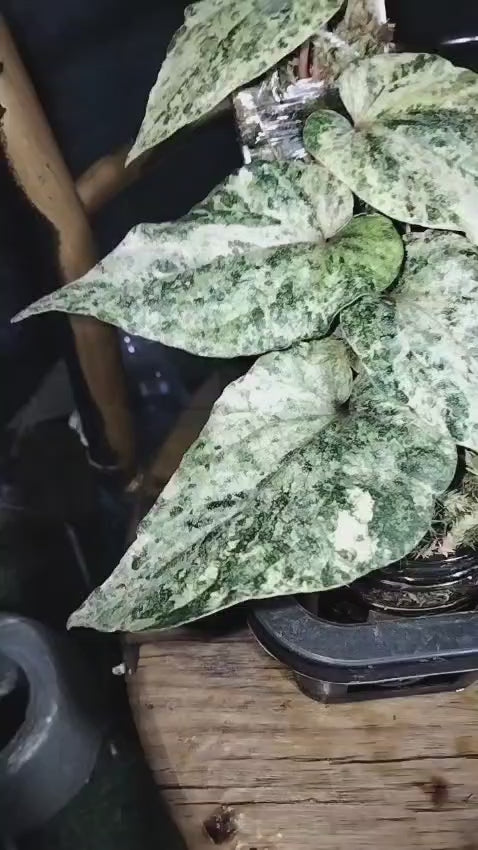 Piper Sylvaticum Variegated