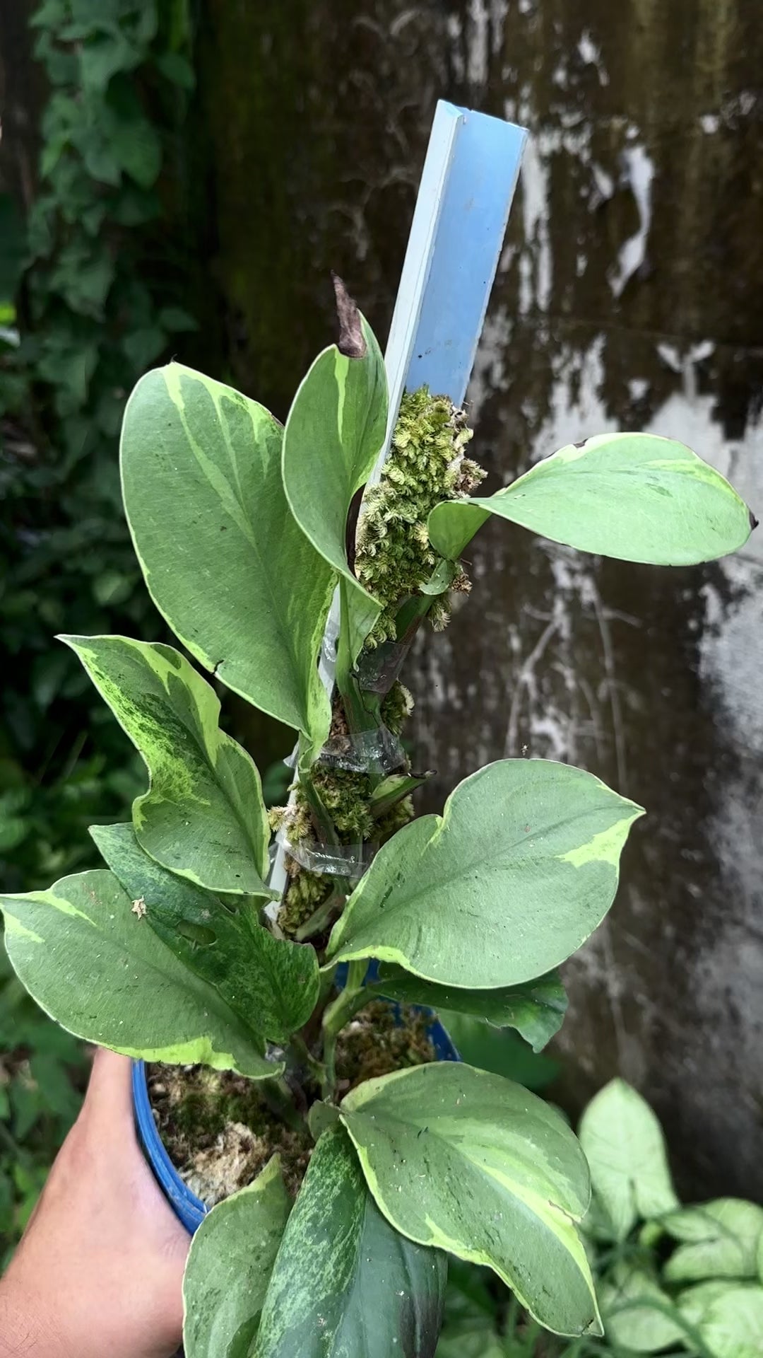 Rhaphidophora Kortalsi Lipstik - Best Selected