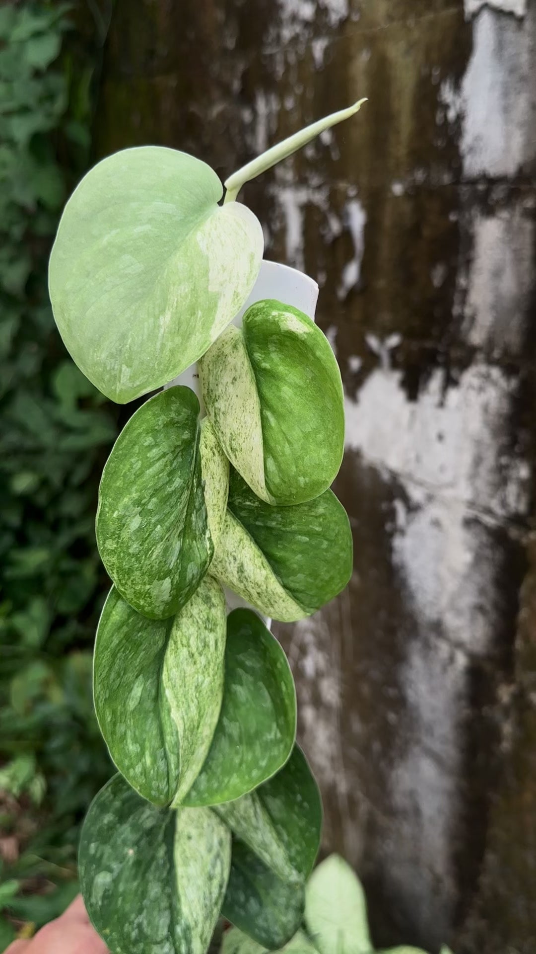 Scindapsus Green Splash Marble - Best Selected