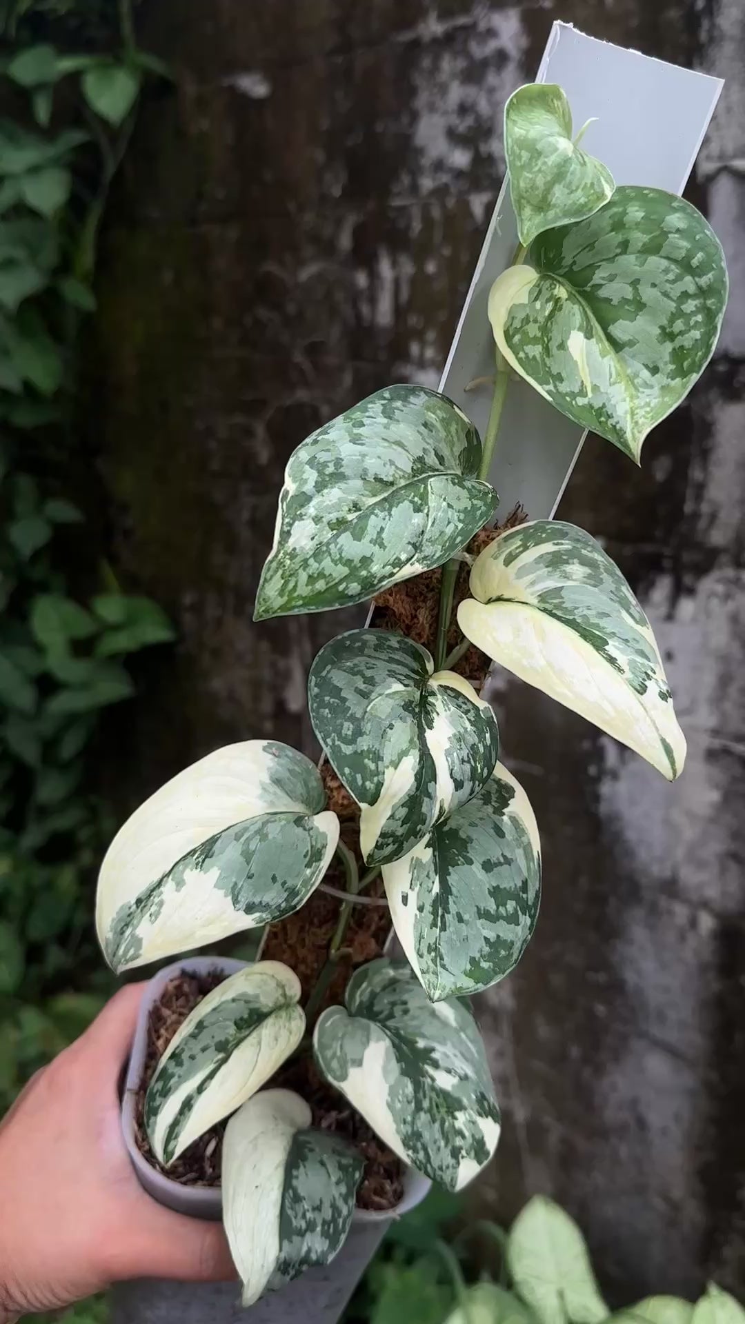 Scindapsus Siak Albo - Best Selected