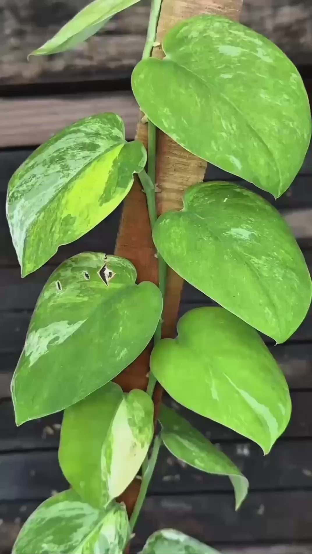 Scindapsus Silver Splash No Id Tricolor - Best Selected