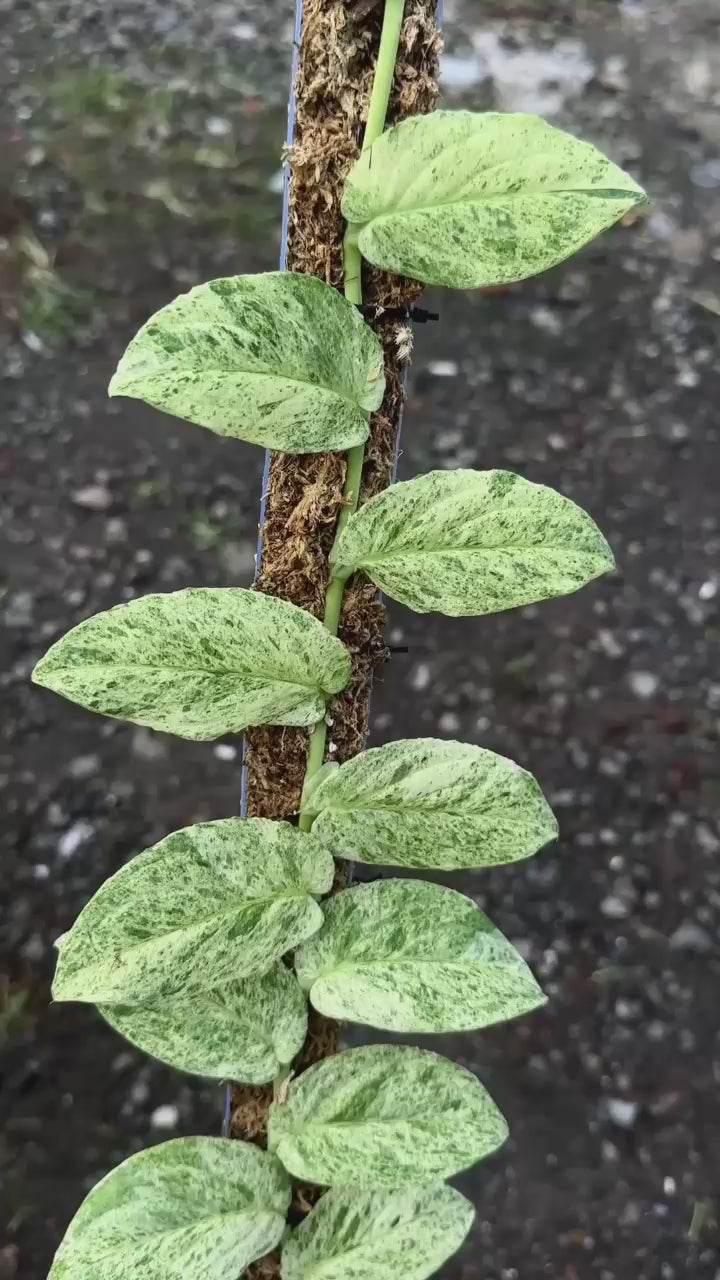Rhaphidophora Korthalsi - Best Selected