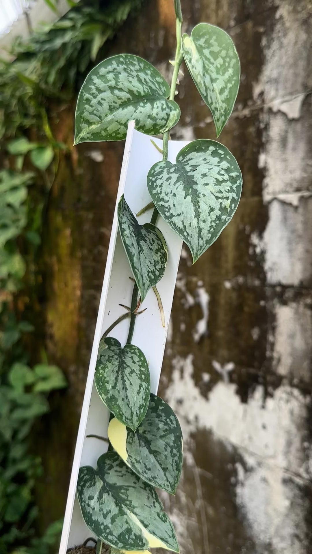 Scindapsus Creme Splash - Best Selected