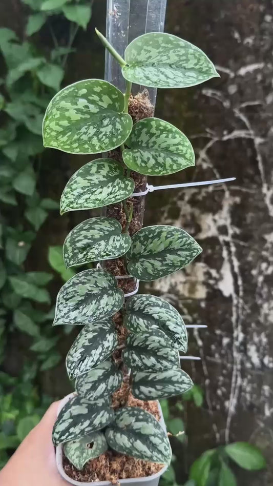 Scindapsus Tricolor Black Army - Best Selected