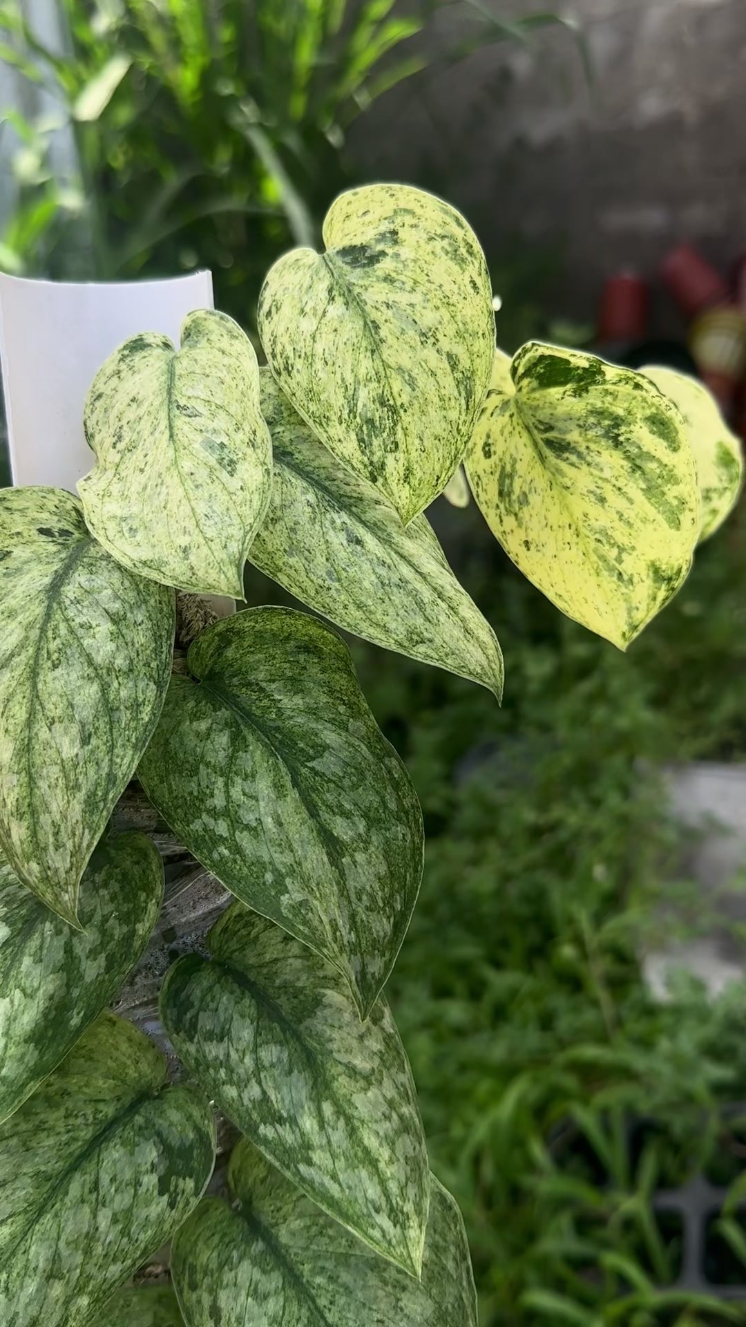 Scindapsus Exotica Creme Marble Choice 2 - Best Selected