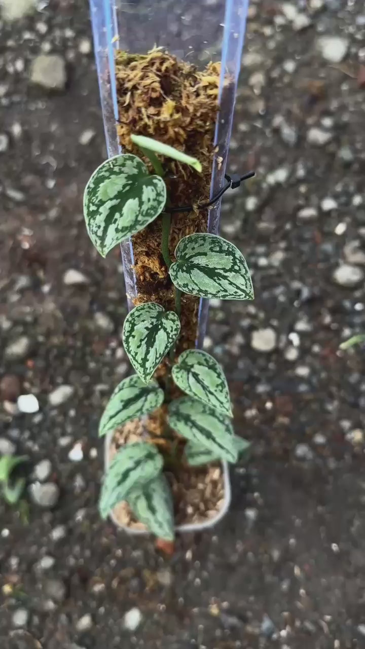 Scindapsus Tricolor Silver Dark Form - Best Selected