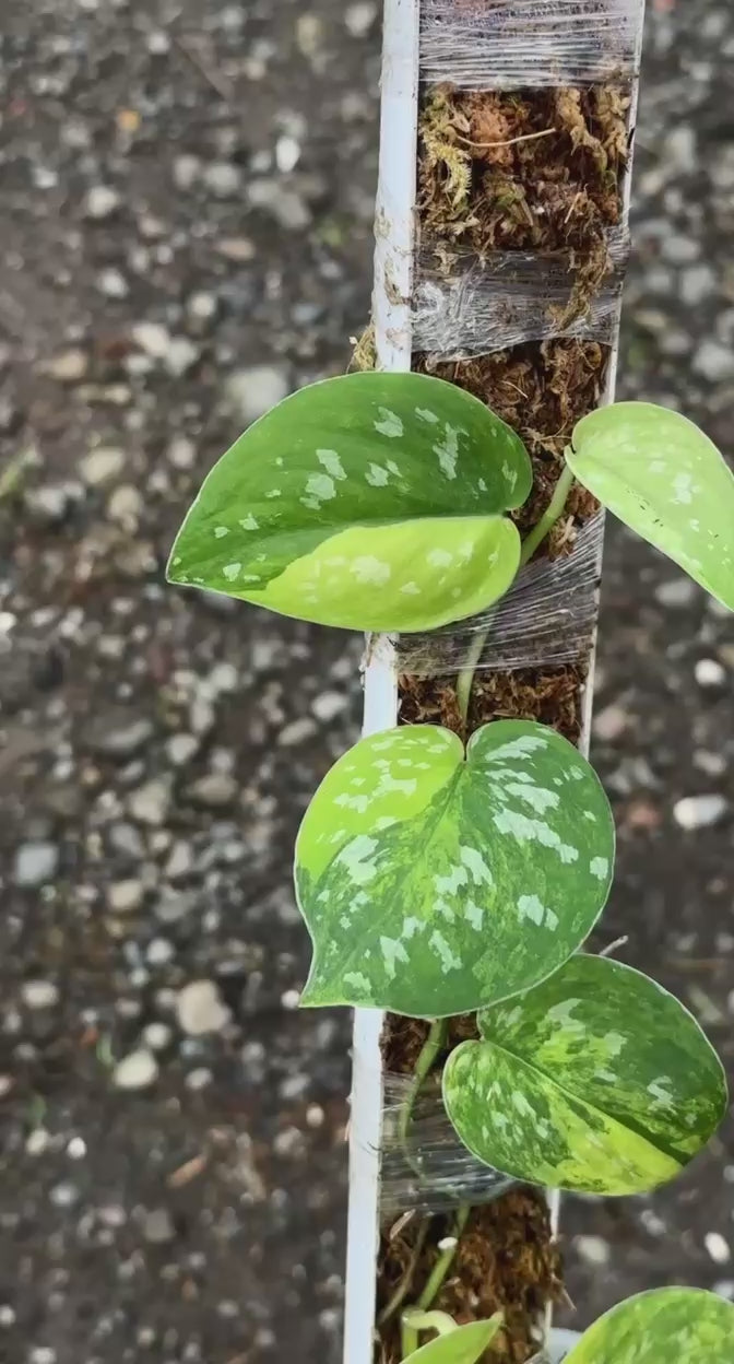 Scindapsus Aurora - Best Selected