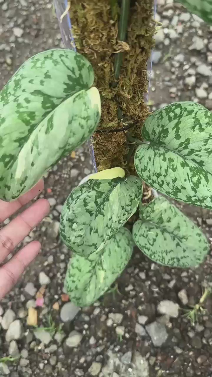 Scindapsus Nirmala Mutation - Best Selected