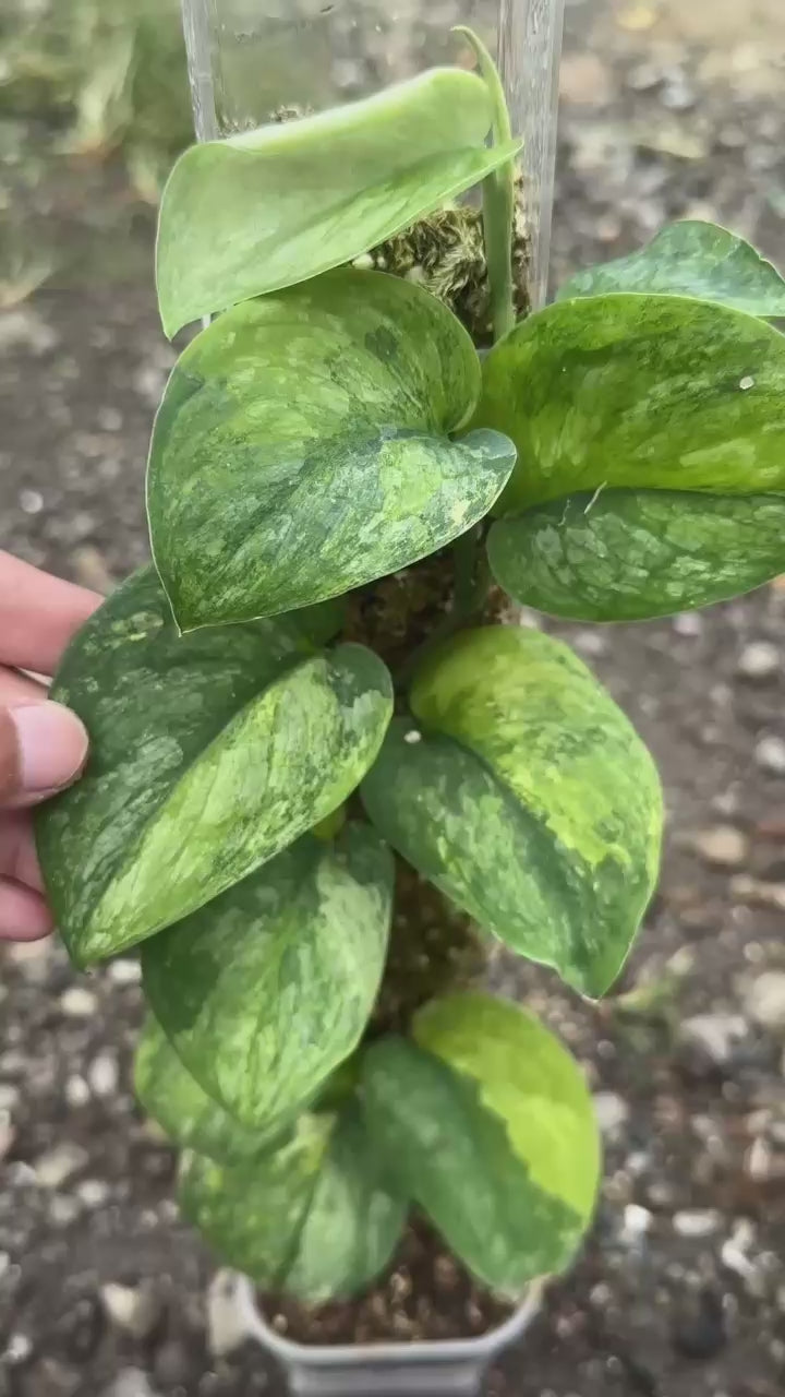 Scindapsus Dark Splash Green On Green - Best Selected