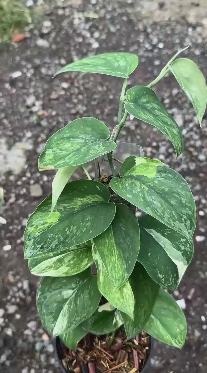 Scindapsus Parahiyangan Tricolor Green On Green - Best Selected