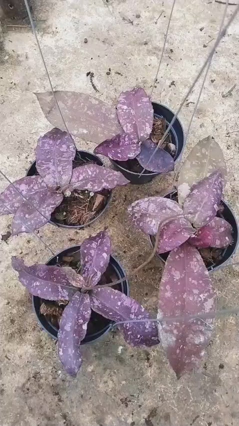 Hoya Undulata Red Splash