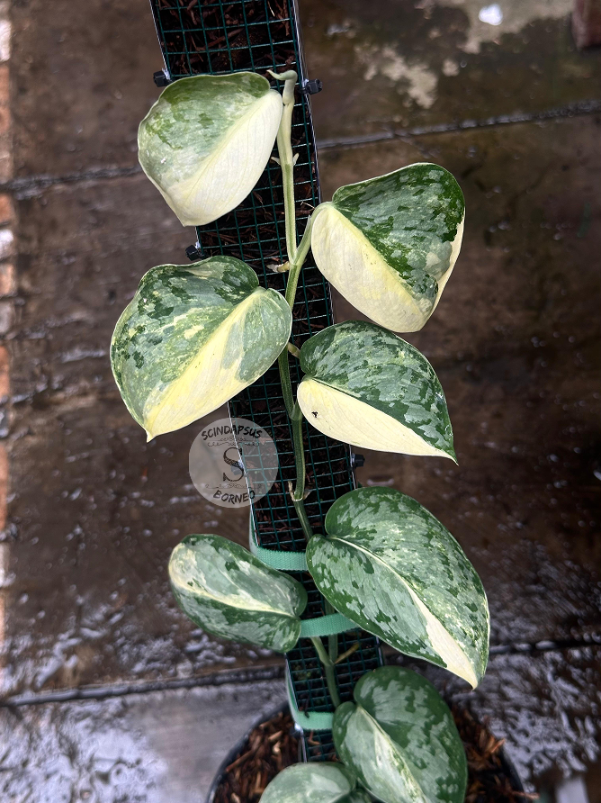 Scindapsus No ID - Best Selected