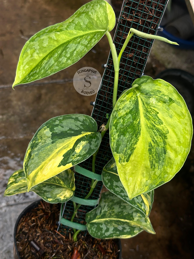 Scindapsus Andalas - Best Selected