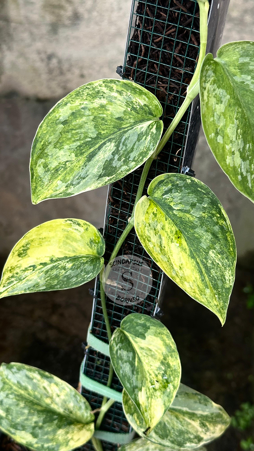 Scindapsus Excotica Senja Tricolor - Best Selected