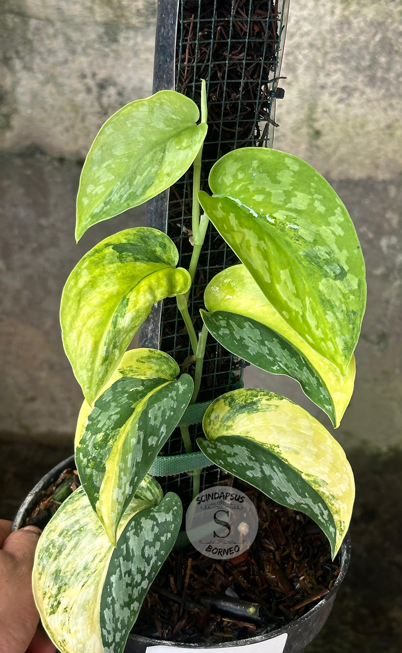 Scindapsus Excotica Senja Tricolor - Best Selected