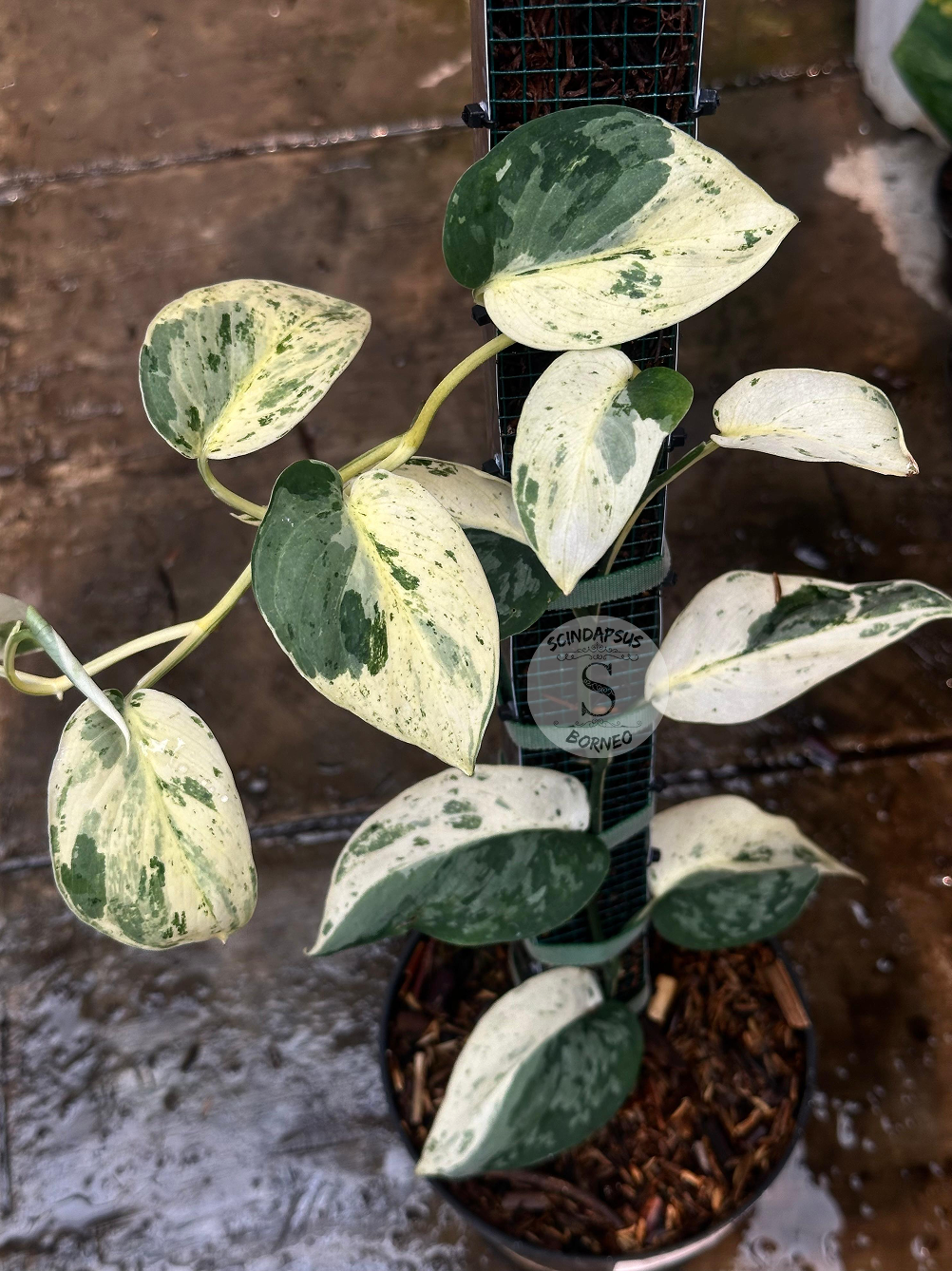 Scindapsus Exotica Marble - Best Selected